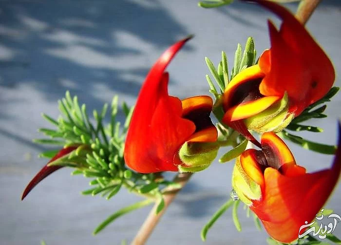 گل منقار طوطی